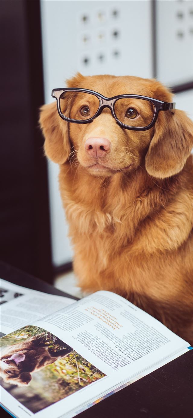 1125x2436 dog sitting in front of book - cute iPhone 11 Wallpaper