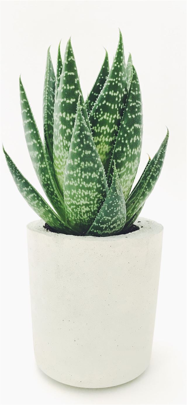 1125x2436 Aloe vera in white pot - fort myers iPhone 11 Wallpaper