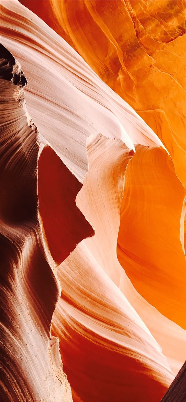 1125x2436 low angle view of antelope - orange iPhone 11 Wallpaper
