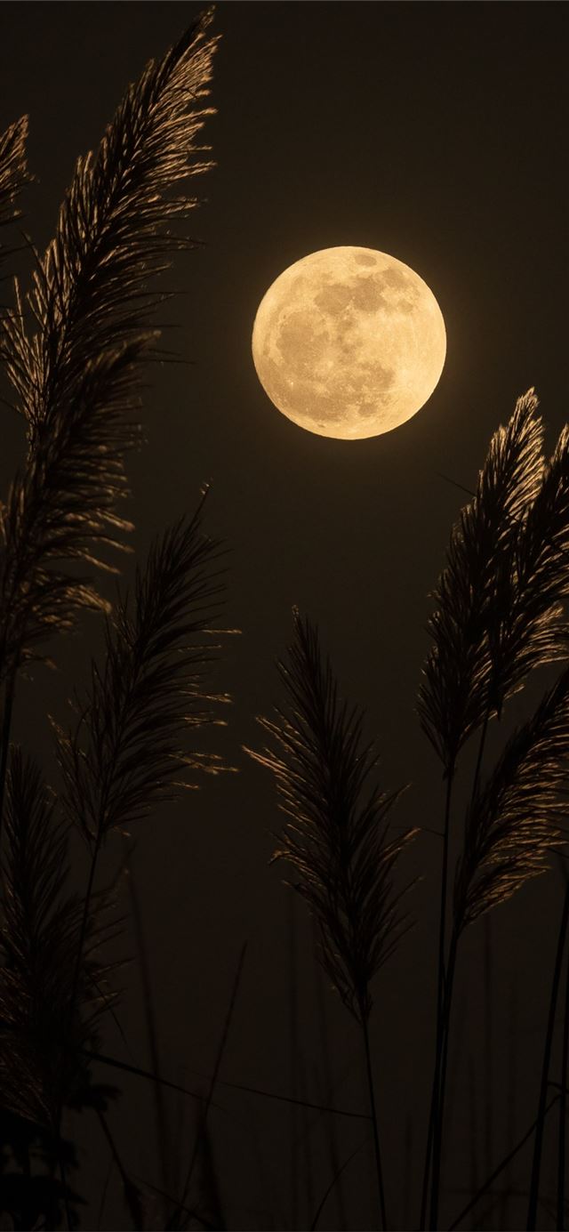 1125x2436 full moon - puerto rico iPhone 11 Wallpaper