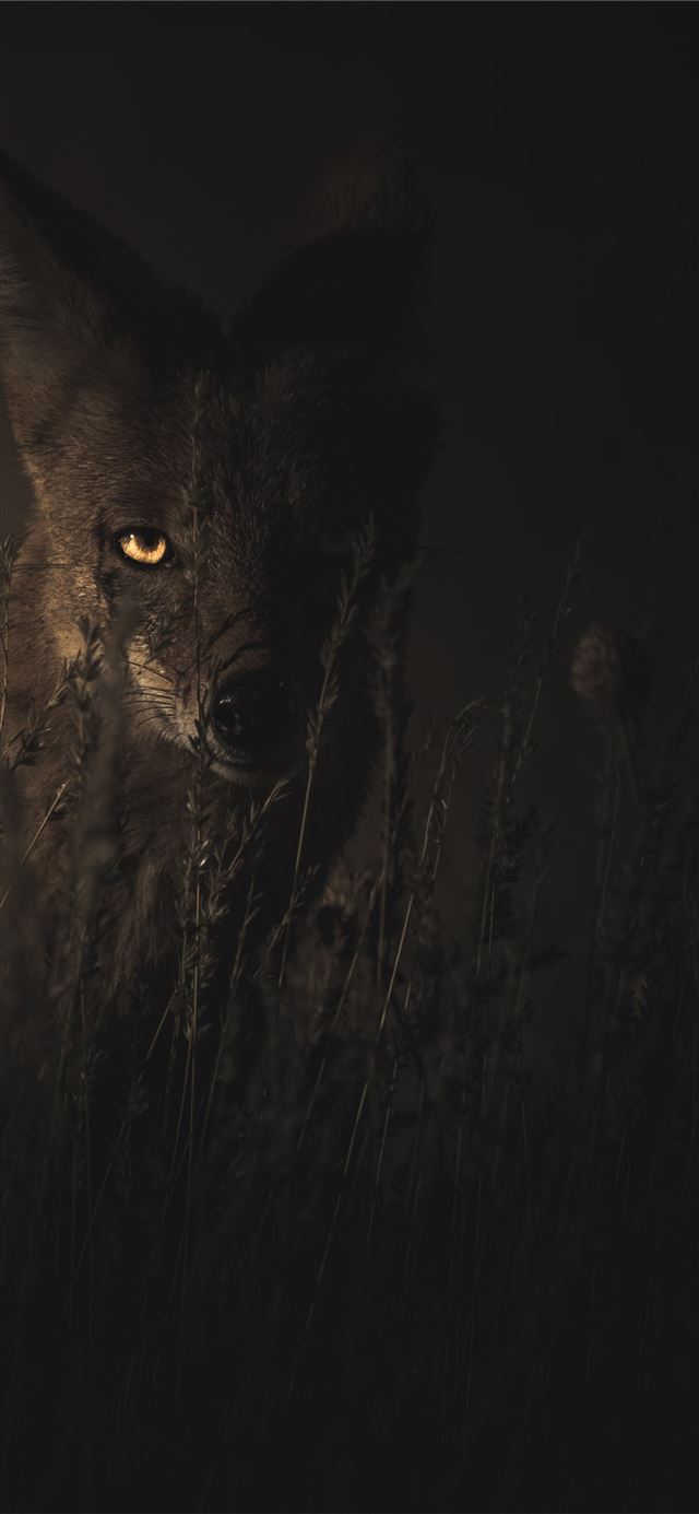 1125x2436 selective focus photography of fox - autumn iPhone 11 Wallpaper