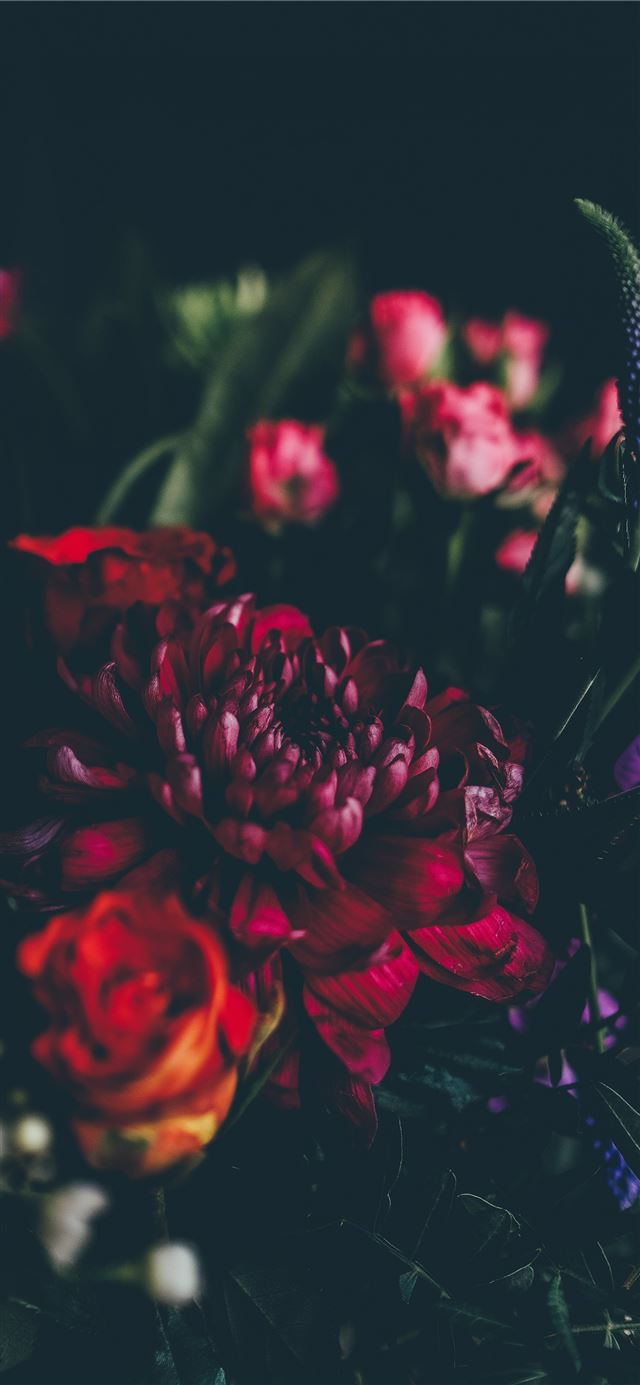 1125x2436 red and pink flowers -  iPhone 11 Wallpaper