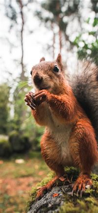 wildlife photography of brown squirrel iPhone 11 wallpaper