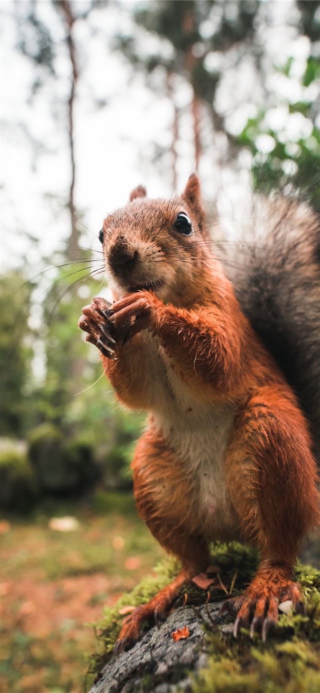 1125x2436 wildlife photography of brown squirrel - cute iPhone 11 Wallpaper