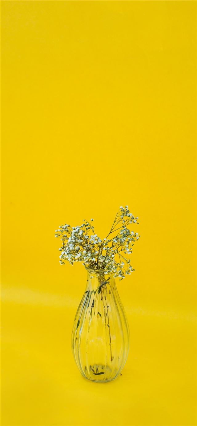 1125x2436 white flowers in clear glass vase - color iPhone 11 Wallpaper