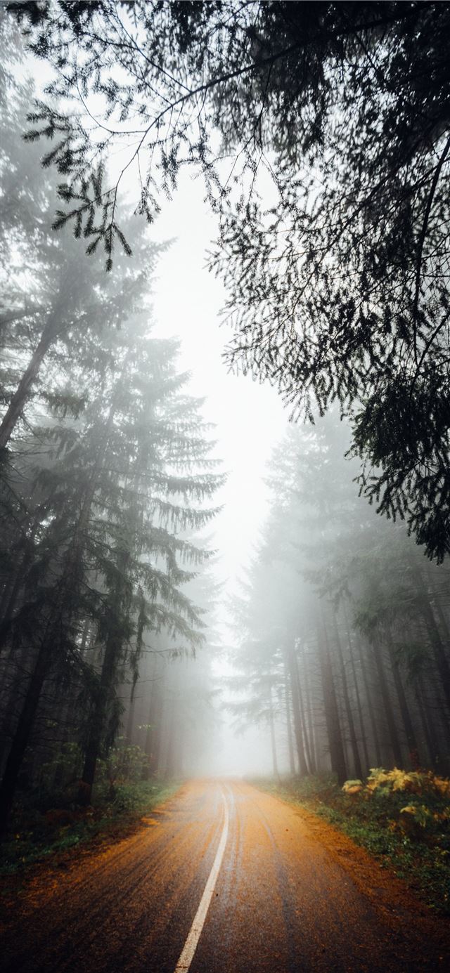 1125x2436 road in woods with fogs overhead at daytime - serbia iPhone 11 Wallpaper