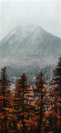 brown pine trees near mountain covered with fog iPhone 11 wallpaper