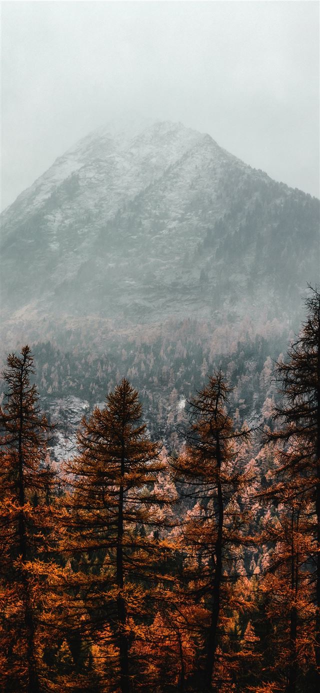 1125x2436 brown pine trees near mountain covered with fog - fall iPhone 11 Wallpaper