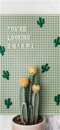 green wall decor behind green cactus in pot iPhone 11 wallpaper