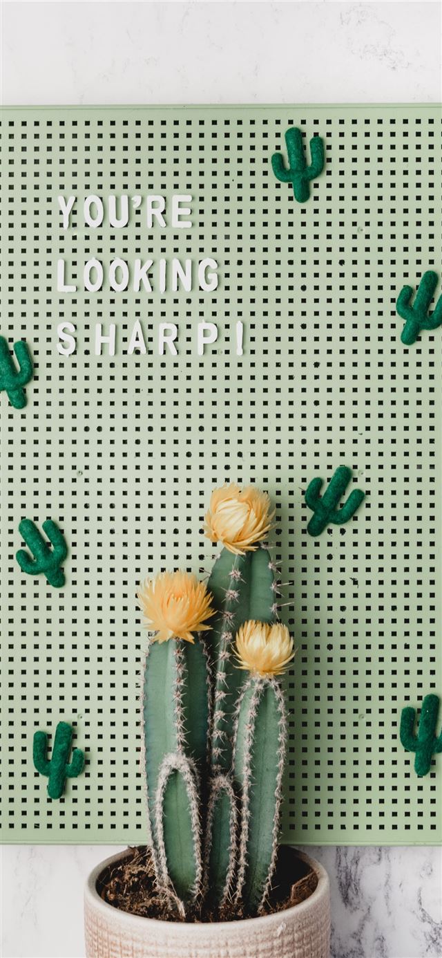 1125x2436 green wall decor behind green cactus in pot - green iPhone 11 Wallpaper