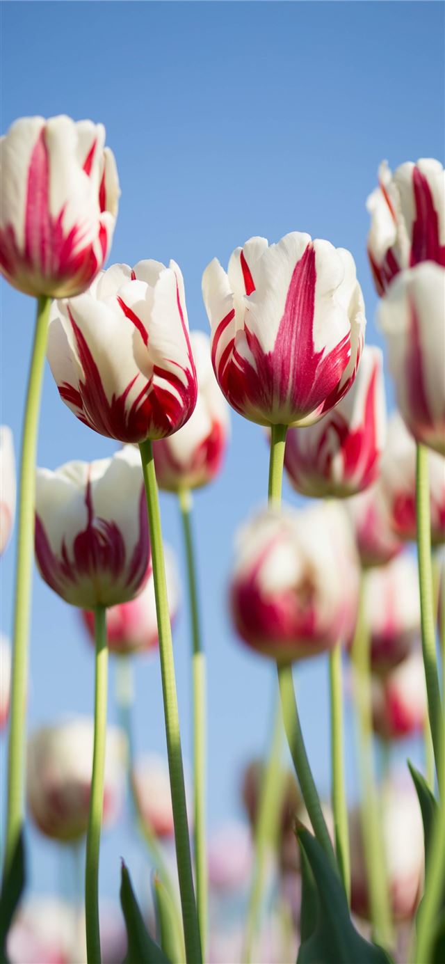 1125x2436 shallow focus photography of white and pink petale... - kyoto iPhone 11 Wallpaper