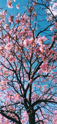 pink petaled flowering tree iPhone 11 wallpaper