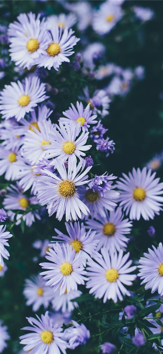 1125x2436 white petaled flowers closeup photography - purple iPhone 11 Wallpaper