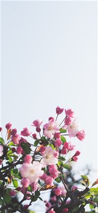 white and pink flowers iPhone 11 wallpaper