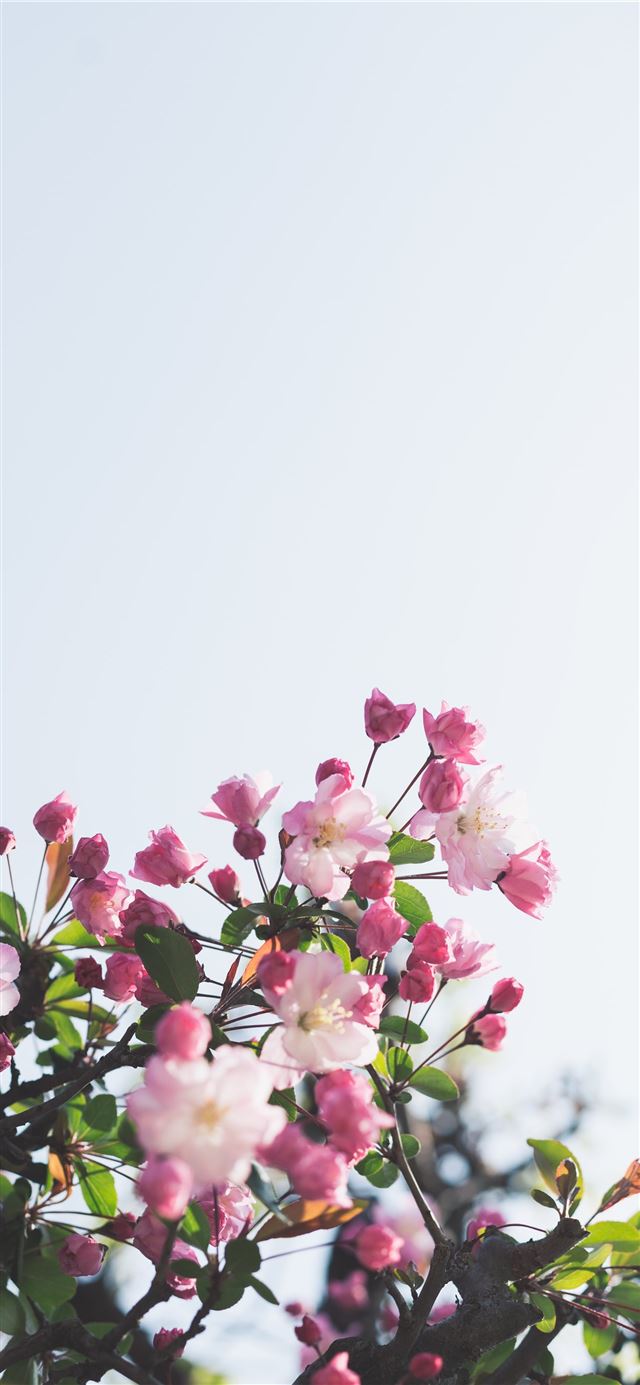 1125x2436 white and pink flowers -  iPhone 11 Wallpaper