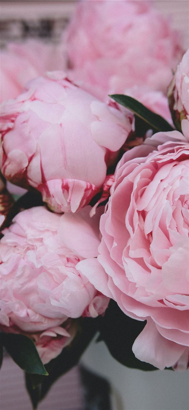 1125x2436 selective focus photography of pink petaled flower - paris iPhone 11 Wallpaper