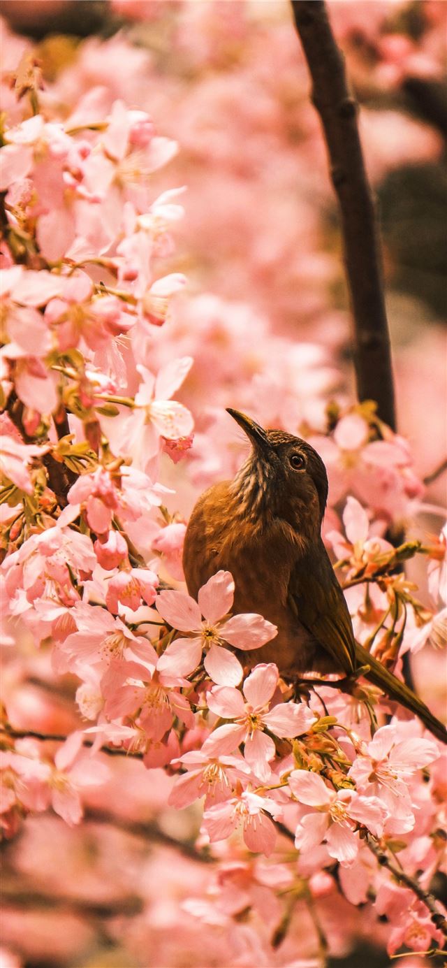 1125x2436 brown bird fetched on tree branch - bird iPhone 11 Wallpaper