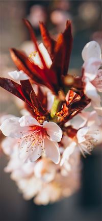 closeup photography of white and red petaled flowe... wallpaper