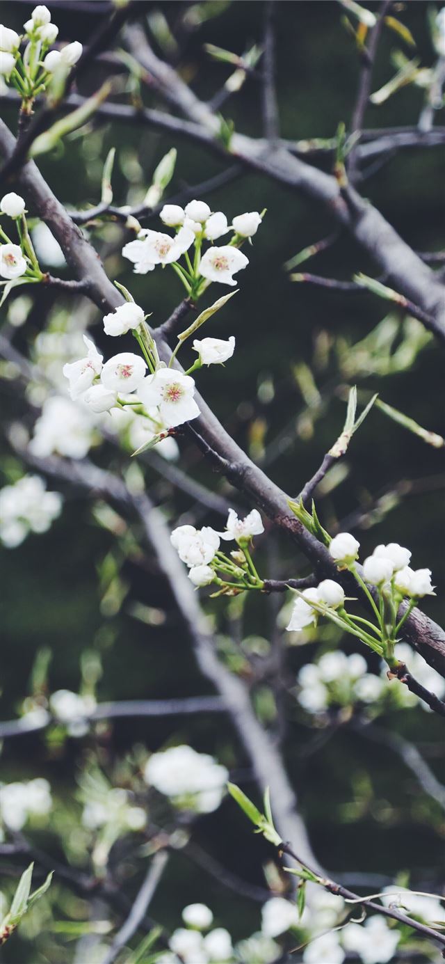 1125x2436 selective focus photography of white petaled flowe... - spring iPhone 11 Wallpaper
