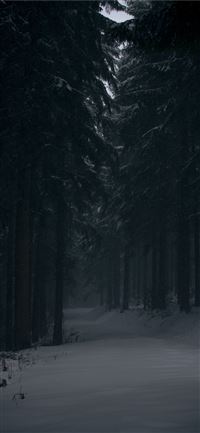 pine trees covered by snow at daytime iPhone 11 wallpaper