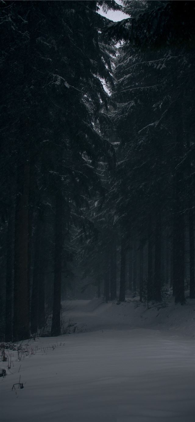 1125x2436 pine trees covered by snow at daytime - black iPhone 11 Wallpaper