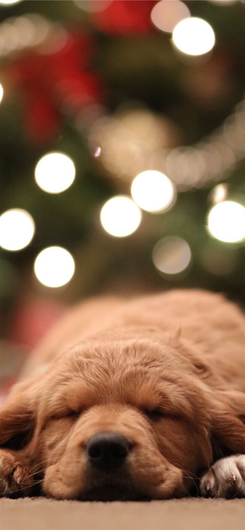 golden retriever puppy bokeh photography iPhone 11 Wallpapers Free Download