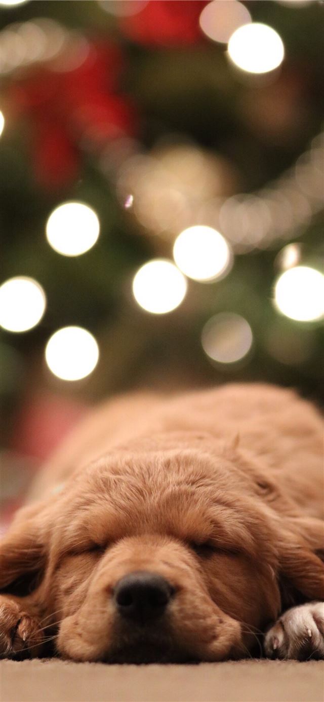 1125x2436 golden retriever puppy bokeh photography - dog iPhone 11 Wallpaper