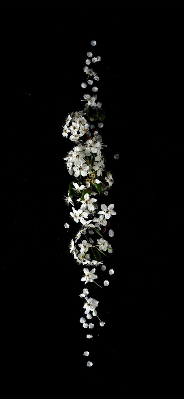 1125x2436 shallow focus photography of white flower lot - black iPhone 11 Wallpaper