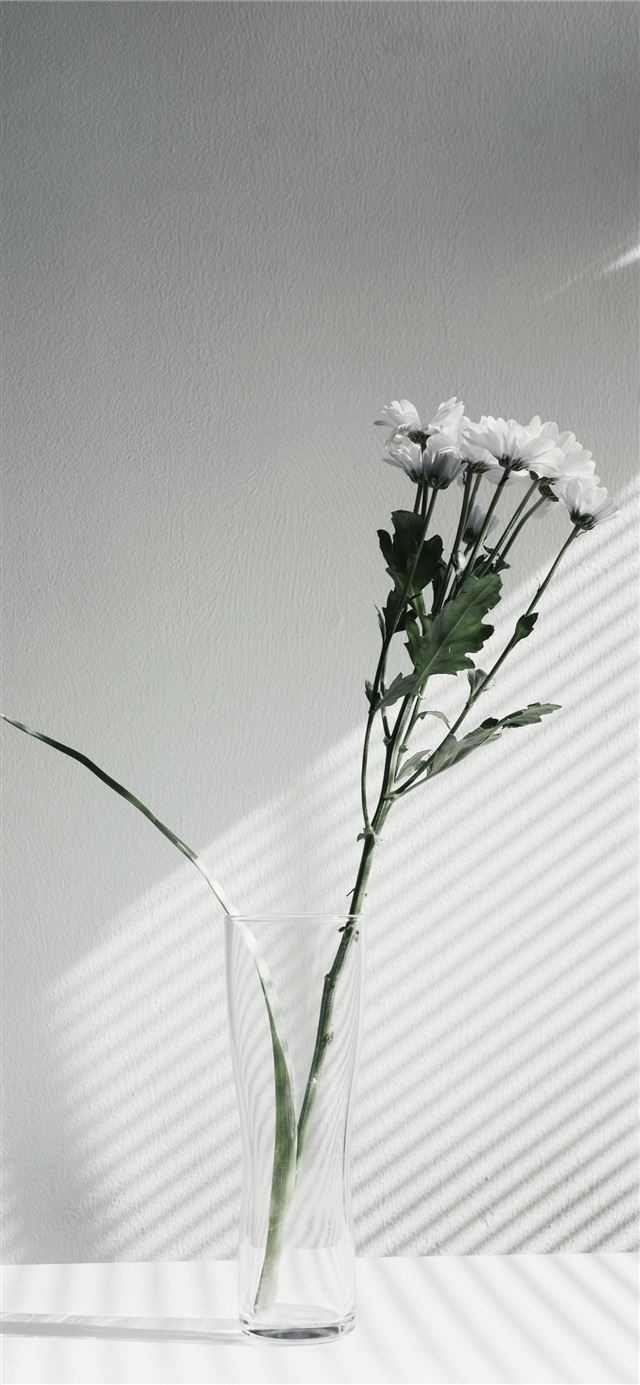1125x2436 white petaled flower centerpiece - white iPhone 11 Wallpaper