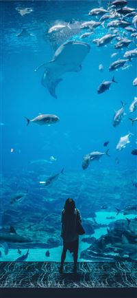 woman standing infront of aquarium with shoal of f... wallpaper