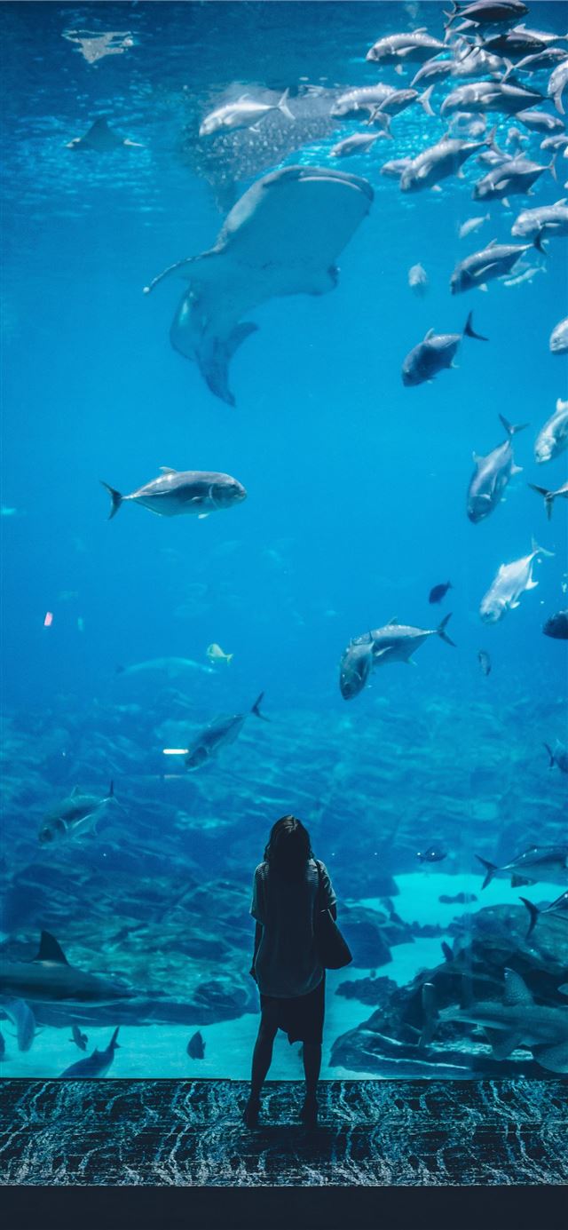 1125x2436 woman standing infront of aquarium with shoal of f... - aquarium iPhone 11 Wallpaper
