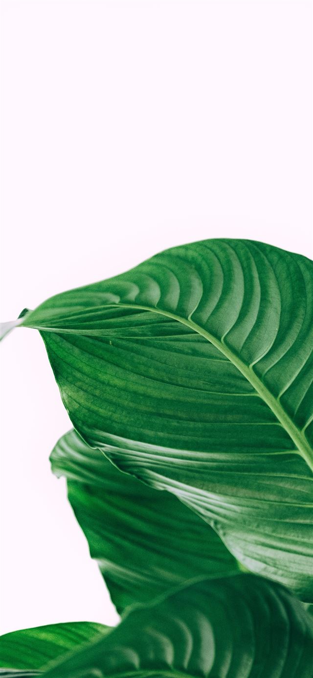 1125x2436 green leafed plant - green iPhone 11 Wallpaper