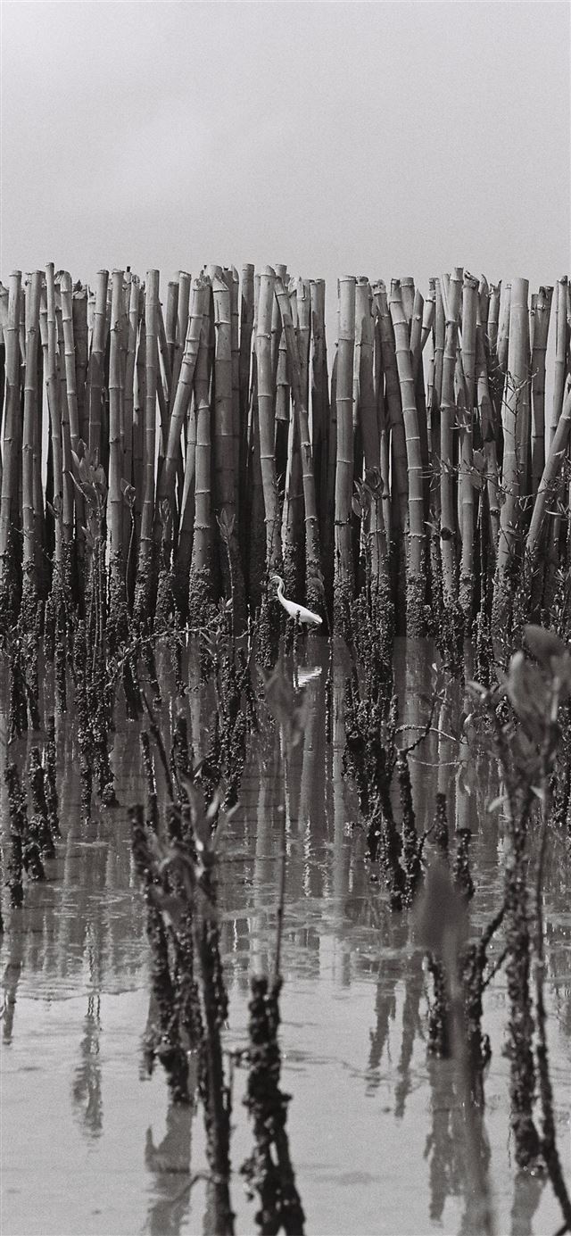 1125x2436 grayscsale photo of bamboos - gray iPhone 11 Wallpaper