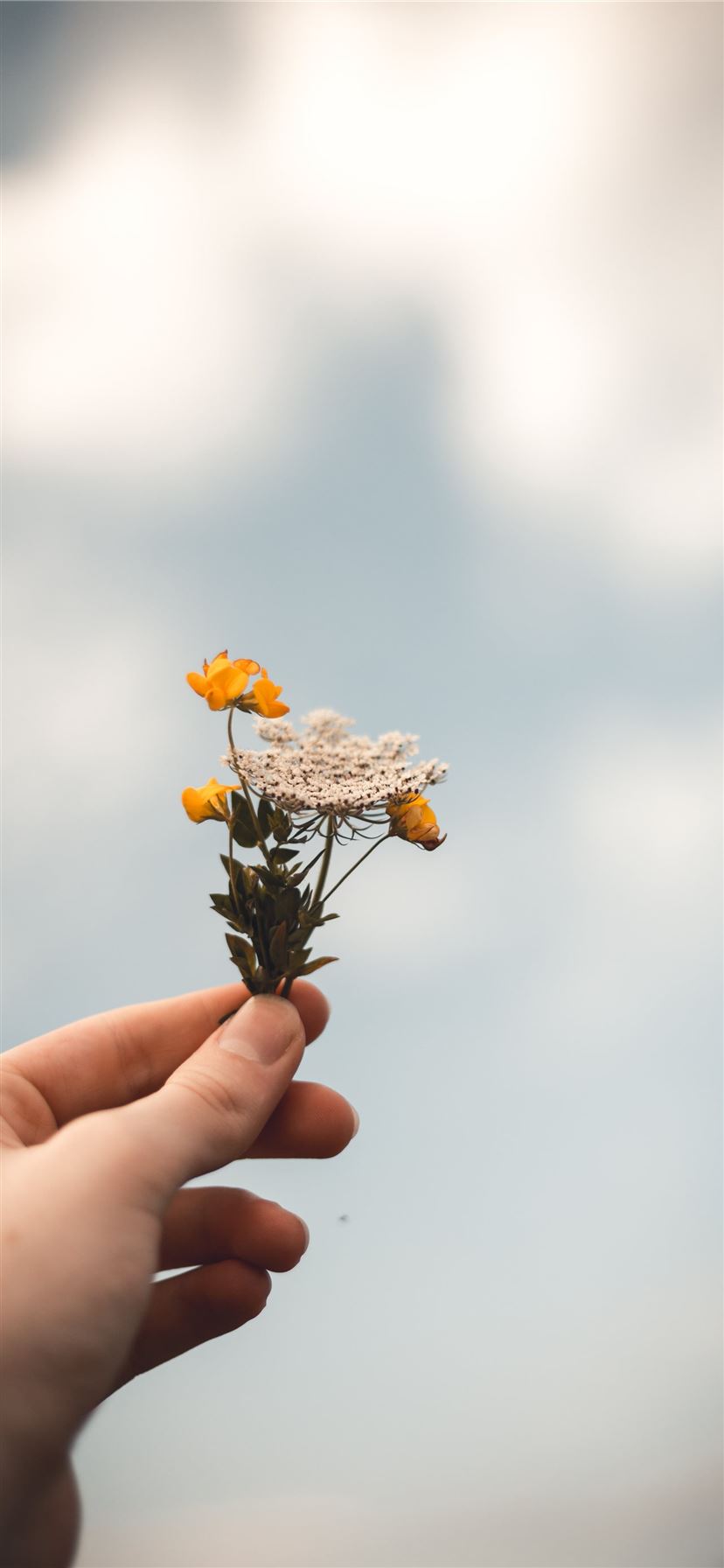 person holding flowers iPhone 11 wallpaper 