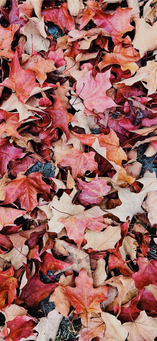 1125x2436 dried leaves - fall iPhone 11 Wallpaper