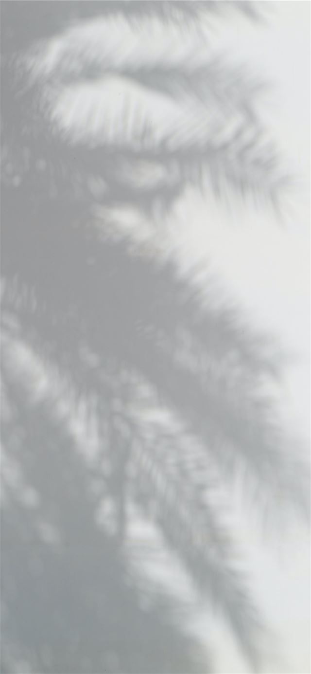 1125x2436 palm tree - texture iPhone 11 Wallpaper