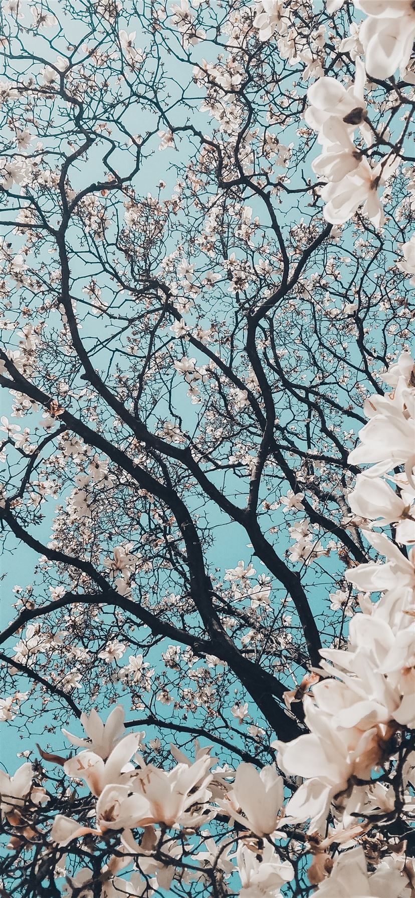 sakura tree in bloom iPhone 11 wallpaper 
