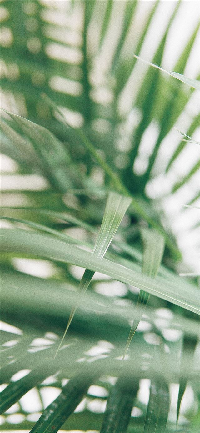 1125x2436 closeup photography of green palm leaves - plant iPhone 11 Wallpaper