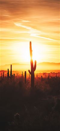 cactus field sunset 4k iPhone 11 wallpaper