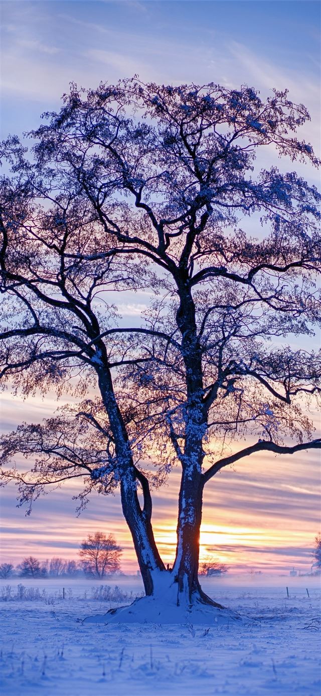 1125x2436 evening winter trees snow 5k - winter iPhone 11 Wallpaper