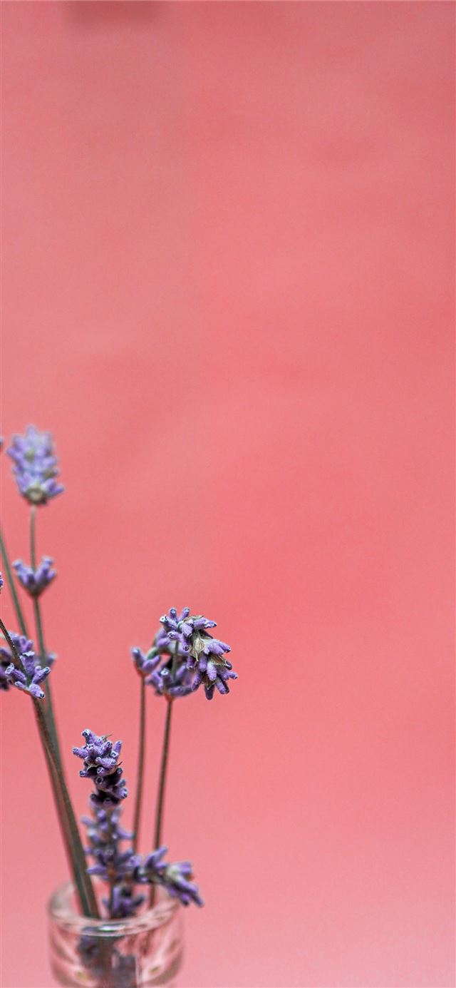 1125x2436 white flowers in brown stem - quotes iPhone 11 Wallpaper
