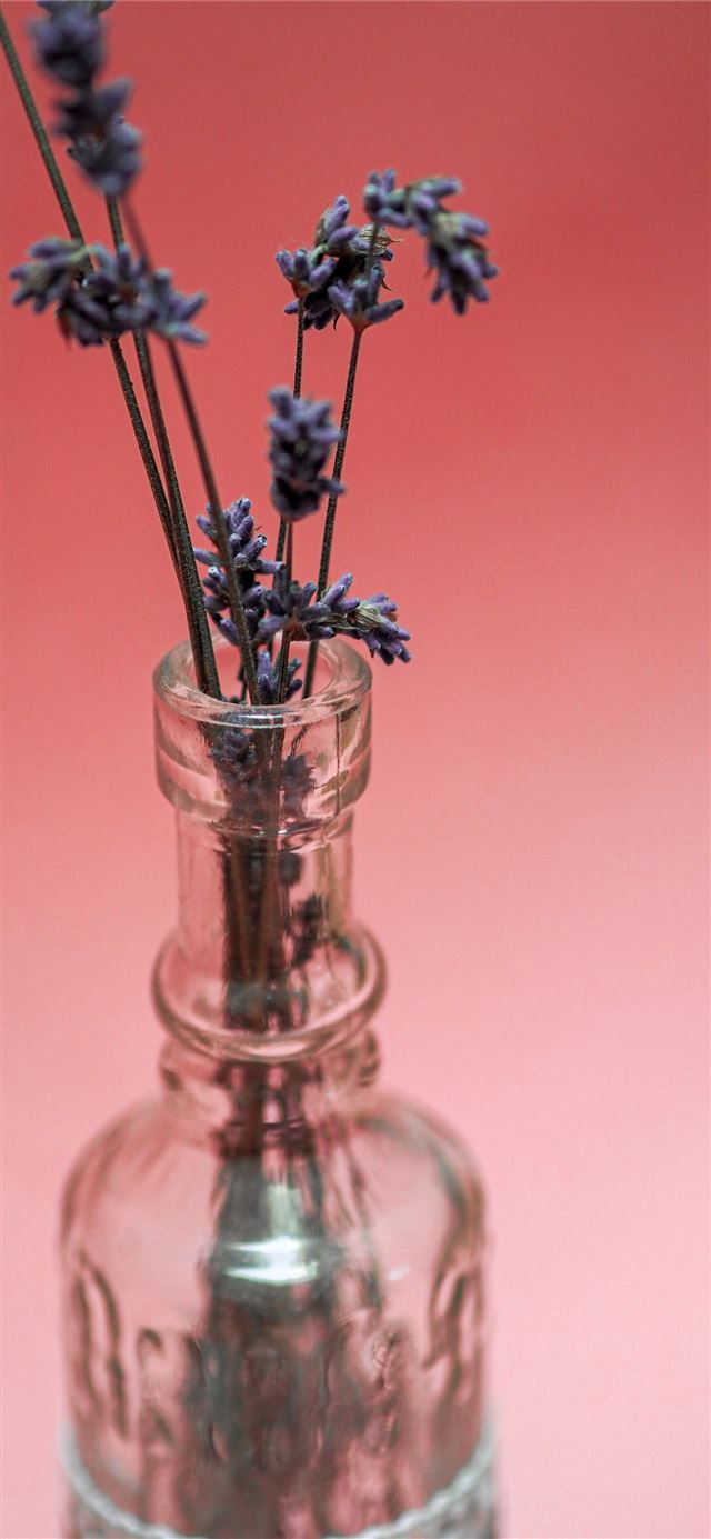 1125x2436 white flowers in clear glass vase - website iPhone 11 Wallpaper