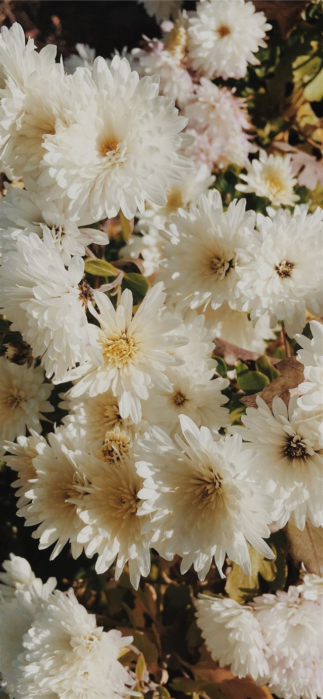 1125x2436 bouquet of white daisy flowers - flowers iPhone 11 Wallpaper