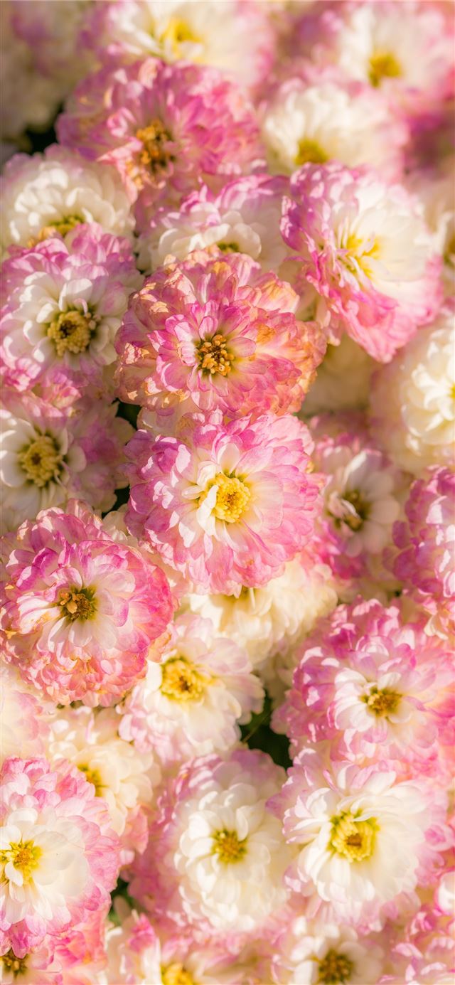 1125x2436 white and pink petaled flower lot -  iPhone 11 Wallpaper