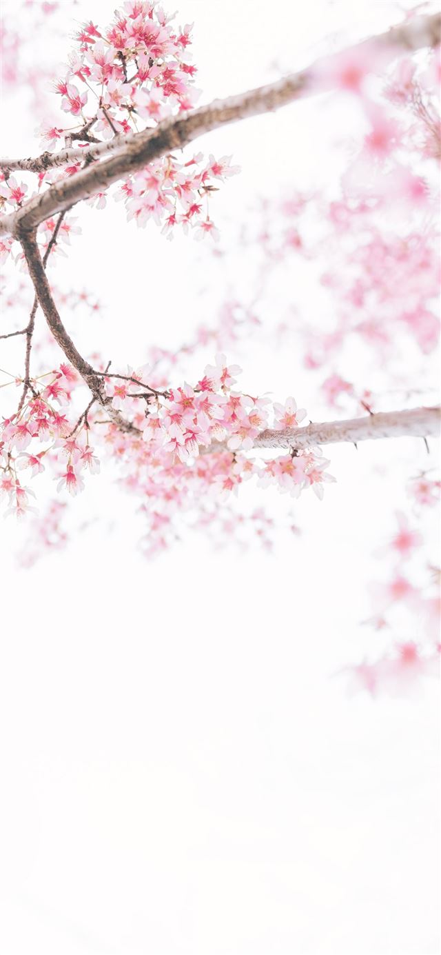 1125x2436 pink flowers - spring iPhone 11 Wallpaper