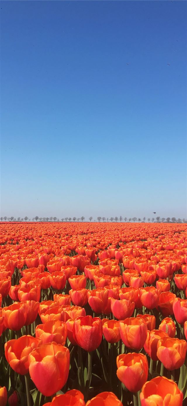 1125x2436 orange flowers - flowers iPhone 11 Wallpaper