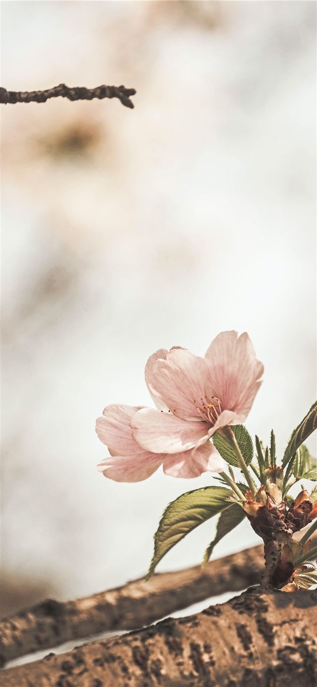 1125x2436 selective focus photography of pink petaled flower - spring iPhone 11 Wallpaper