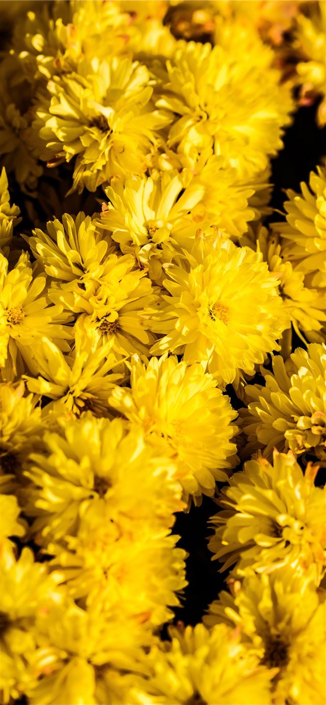 1125x2436 bunch of yellow chrysanthemum flowers - spring iPhone 11 Wallpaper