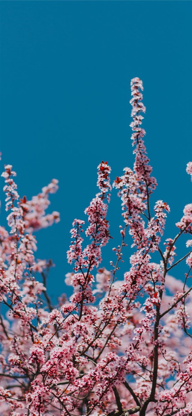 1125x2436 pink cherry blossom tree under clear during daytim... - romania iPhone 11 Wallpaper