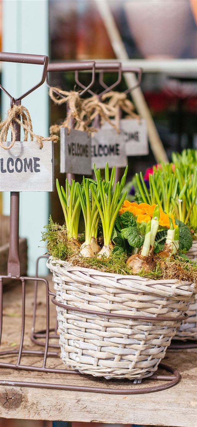 1125x2436 green vegetables inside the baskets - spring iPhone 11 Wallpaper